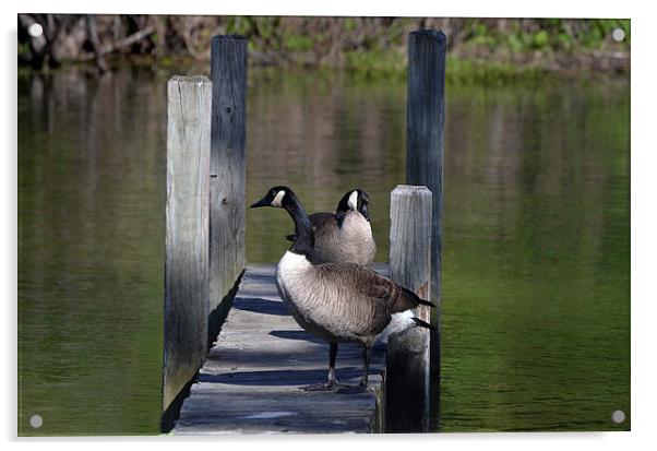  Canada Geese Resting on Dock Acrylic by Kathleen Stephens