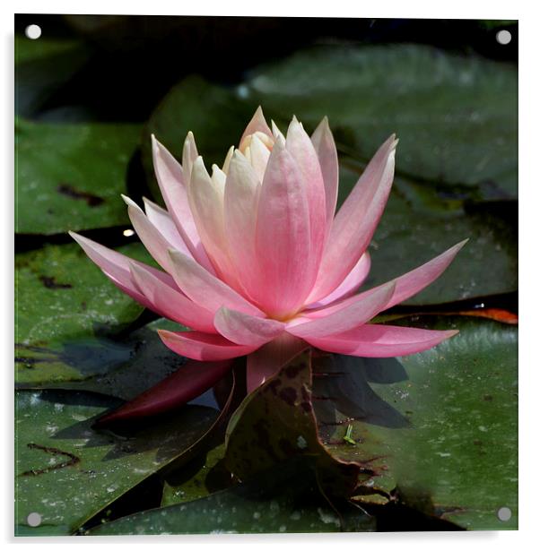 Pink Waterlily  Acrylic by Kathleen Stephens