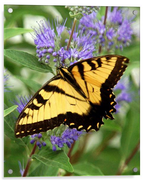 Eastern Tiger Swallowtail Butterfly Acrylic by Kathleen Stephens