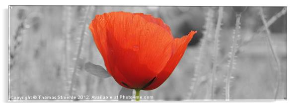 Poppy flower Acrylic by Thomas Stroehle
