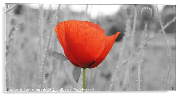 Red Poppy Acrylic by Thomas Stroehle