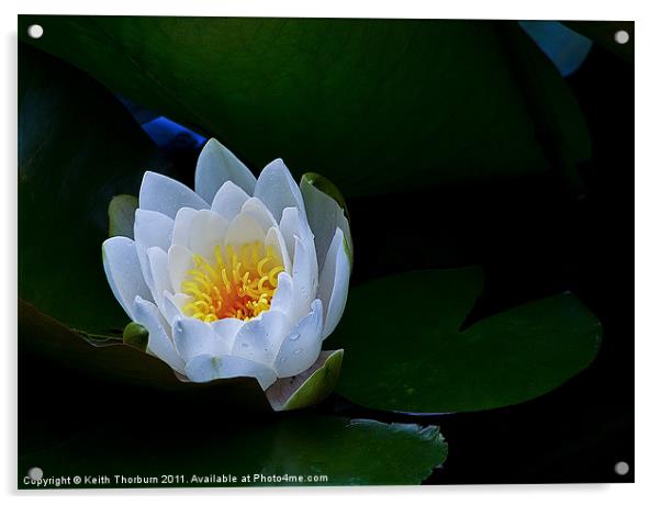 Water Lily Acrylic by Keith Thorburn EFIAP/b