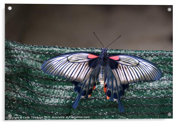 Low's Swallowtail (Papilio troilus) Acrylic by Keith Thorburn EFIAP/b