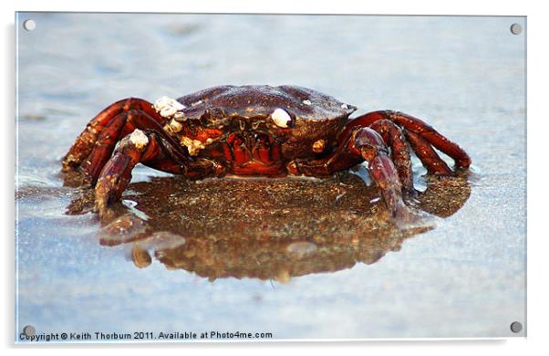 Crab Acrylic by Keith Thorburn EFIAP/b