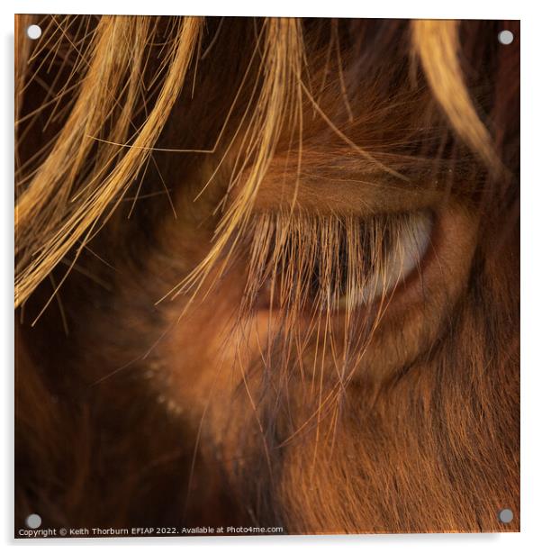 Papa Cow Eye BW Acrylic by Keith Thorburn EFIAP/b