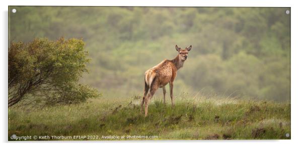 Red Deer Acrylic by Keith Thorburn EFIAP/b