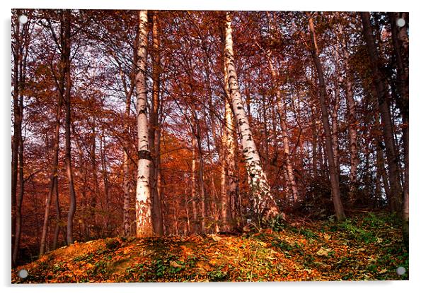 Autmun Woodland Colours Acrylic by Keith Thorburn EFIAP/b