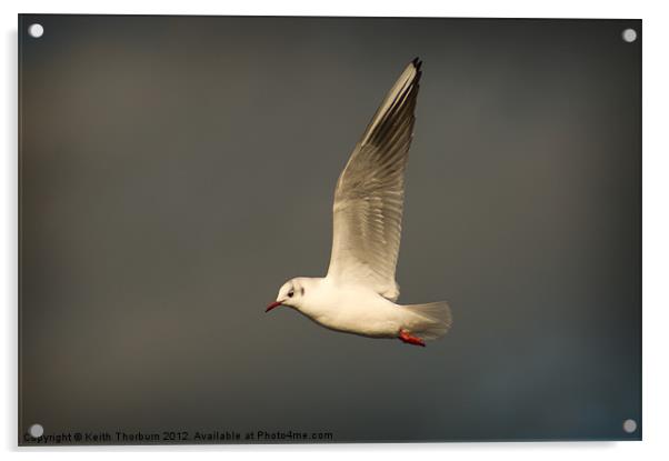 Black Headed Gull Acrylic by Keith Thorburn EFIAP/b