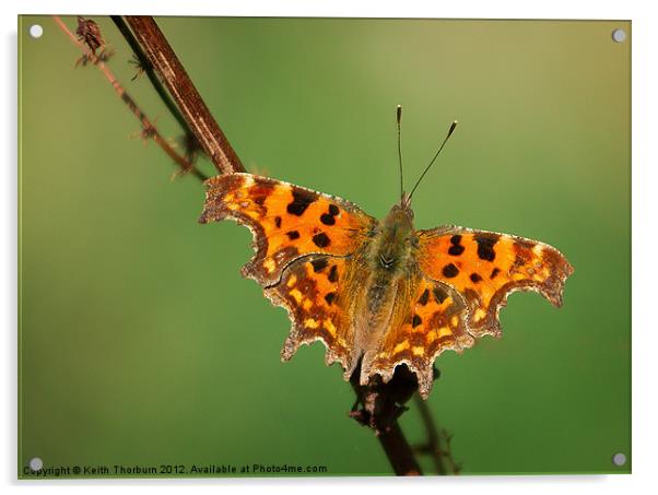 Comma Polygonia c-album Acrylic by Keith Thorburn EFIAP/b