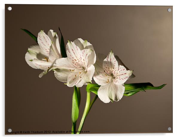 Peruvian Lily or Lily of the Incas Acrylic by Keith Thorburn EFIAP/b