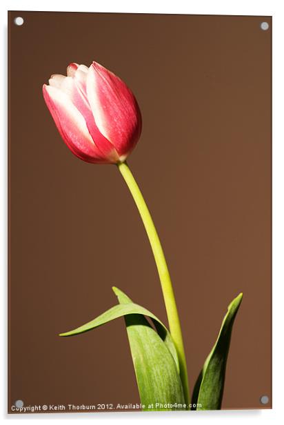 Tulip Acrylic by Keith Thorburn EFIAP/b