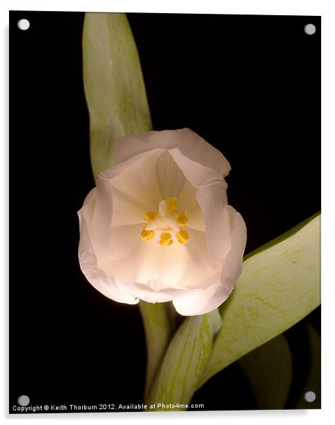 White Tulip Acrylic by Keith Thorburn EFIAP/b