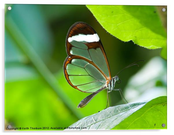 Glasswing Butterfly Acrylic by Keith Thorburn EFIAP/b