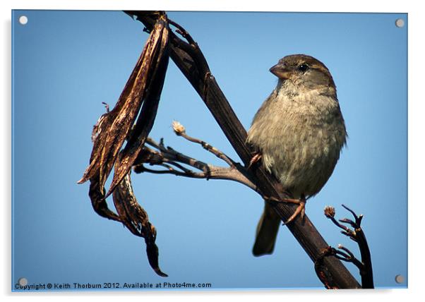 Female Tree Sparrow Acrylic by Keith Thorburn EFIAP/b