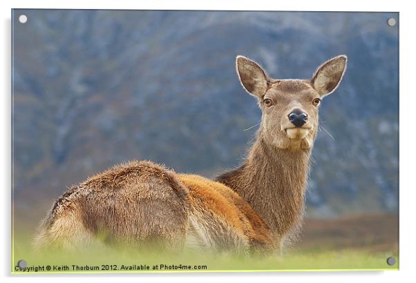 Deer at Glencoe Acrylic by Keith Thorburn EFIAP/b