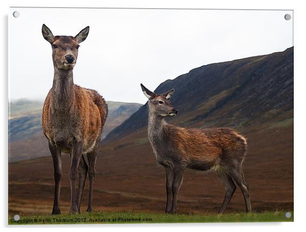 Deer in the Highlands Acrylic by Keith Thorburn EFIAP/b