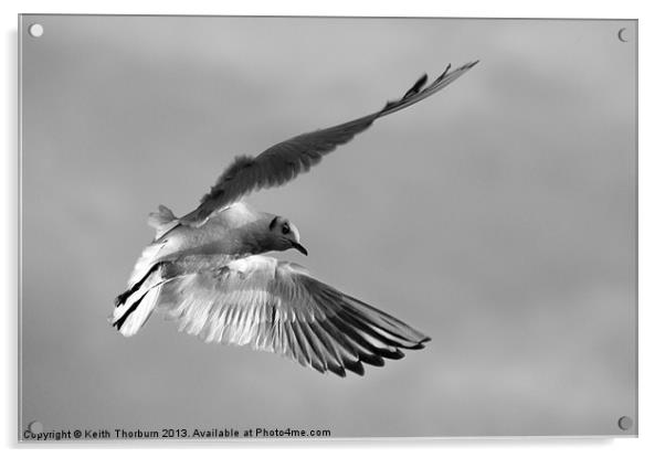 Seagull in Flight Acrylic by Keith Thorburn EFIAP/b