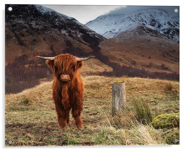Baby Highland Cow Acrylic by Keith Thorburn EFIAP/b