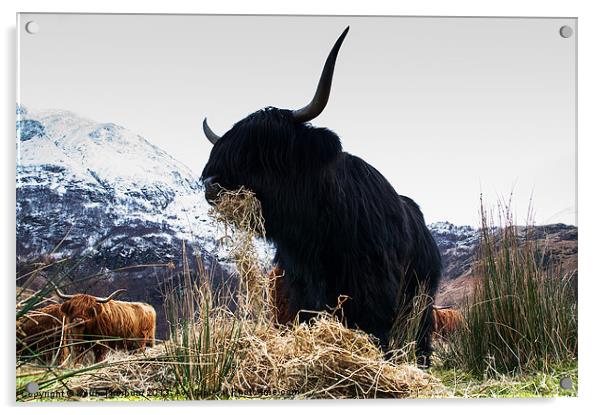 Highland Bull Acrylic by Keith Thorburn EFIAP/b