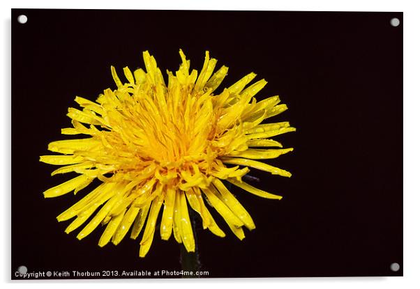 Dandelion Acrylic by Keith Thorburn EFIAP/b