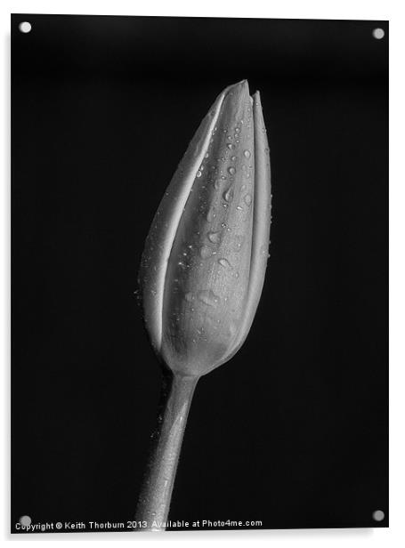 Tulip Macro Acrylic by Keith Thorburn EFIAP/b