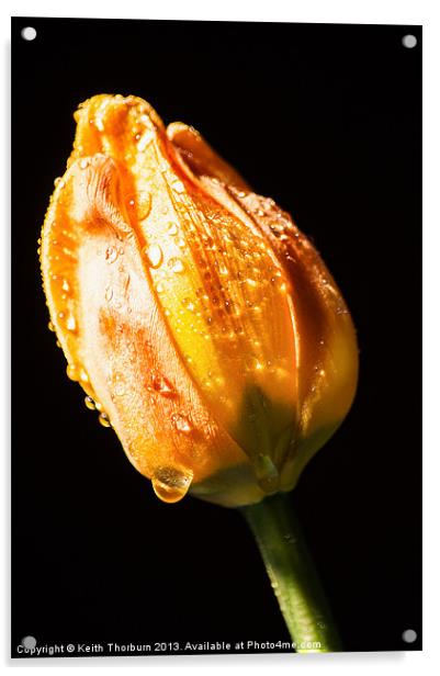 Old Tulip Watered Acrylic by Keith Thorburn EFIAP/b