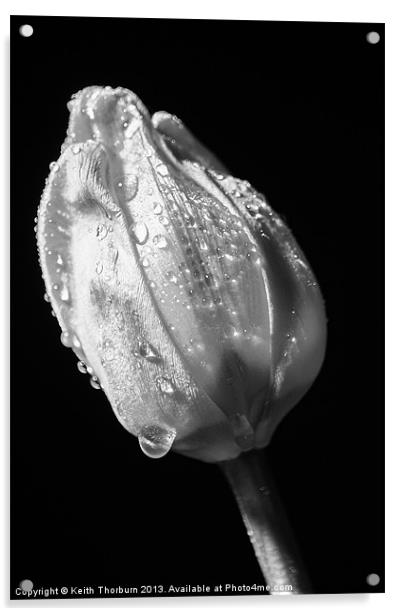 Black and White Tulip Acrylic by Keith Thorburn EFIAP/b