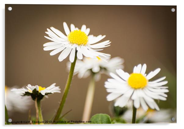 Daisys Acrylic by Keith Thorburn EFIAP/b
