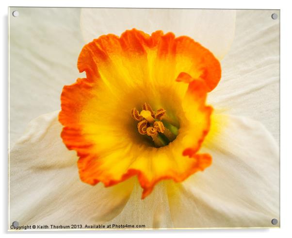 White Daffodil Acrylic by Keith Thorburn EFIAP/b