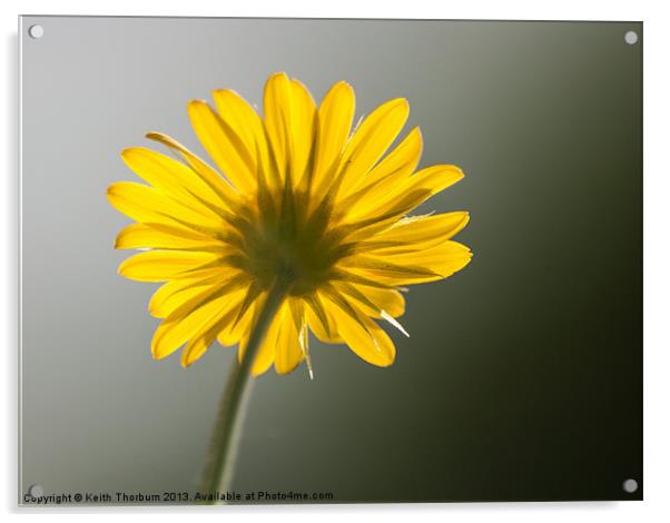 Daisy from below Acrylic by Keith Thorburn EFIAP/b