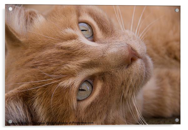 Ginger Cat Acrylic by Keith Thorburn EFIAP/b