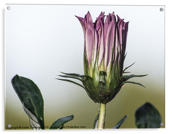 Ready to Blossom Acrylic by Keith Thorburn EFIAP/b