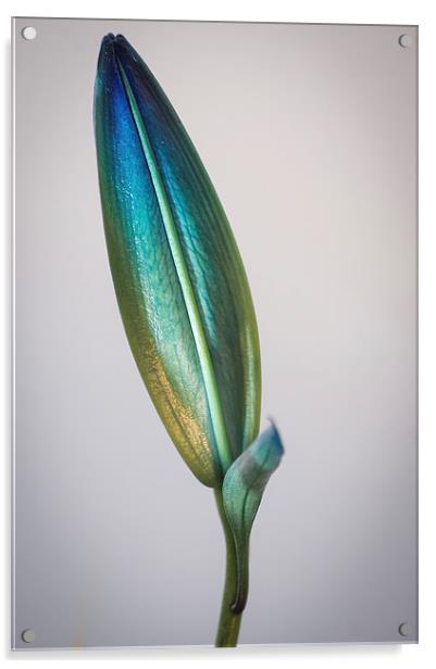 Lilly Bud Acrylic by Keith Thorburn EFIAP/b