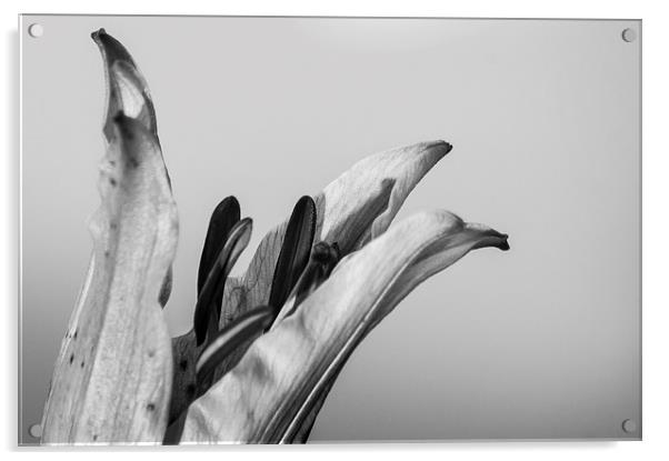 Black and White Lilly Acrylic by Keith Thorburn EFIAP/b