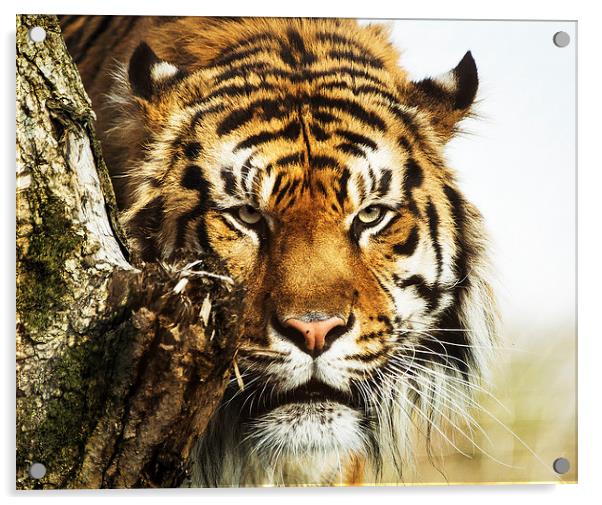 Jae Jae Sumatran Tiger Acrylic by Keith Thorburn EFIAP/b