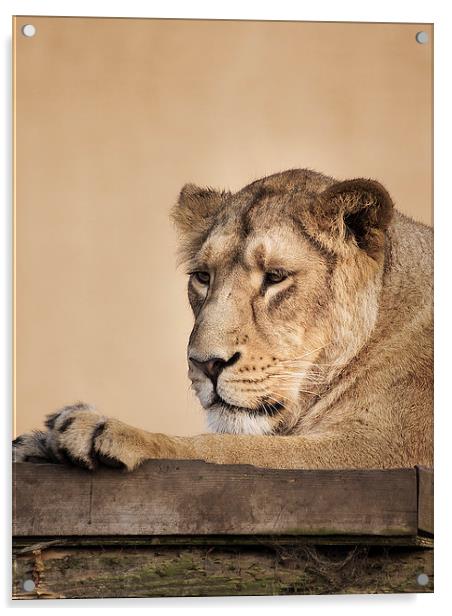Lion Acrylic by Keith Thorburn EFIAP/b
