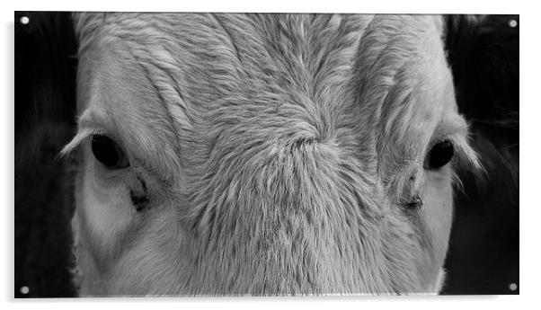 Cows Face Acrylic by Keith Thorburn EFIAP/b