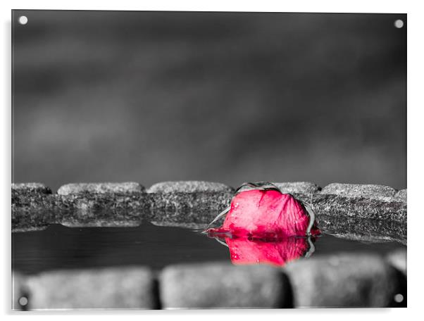 Rose in Water Acrylic by Keith Thorburn EFIAP/b