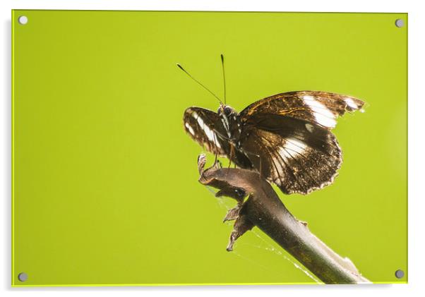 Great Eggfly Butterfly Acrylic by Keith Thorburn EFIAP/b
