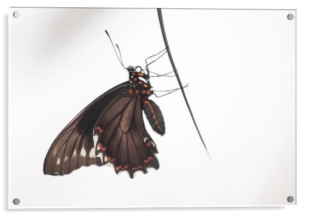Common Mormon Swallowtail Acrylic by Keith Thorburn EFIAP/b