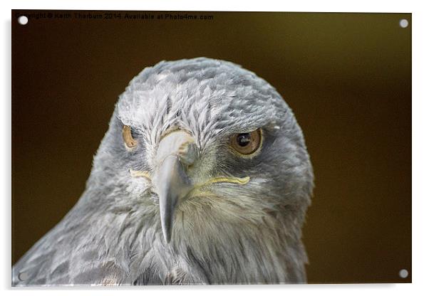 Grey Buzzard Eagle Acrylic by Keith Thorburn EFIAP/b