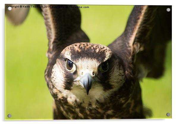 Lanner Falcon Acrylic by Keith Thorburn EFIAP/b