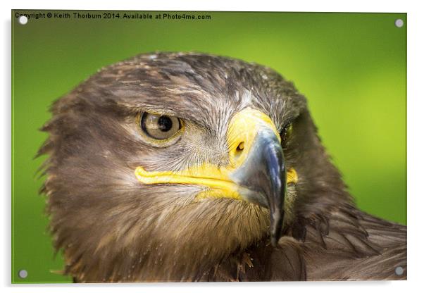 Steppe Eagle Acrylic by Keith Thorburn EFIAP/b