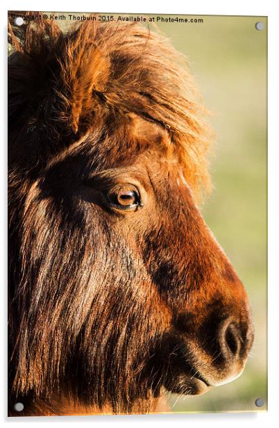 Shetland Pony Acrylic by Keith Thorburn EFIAP/b