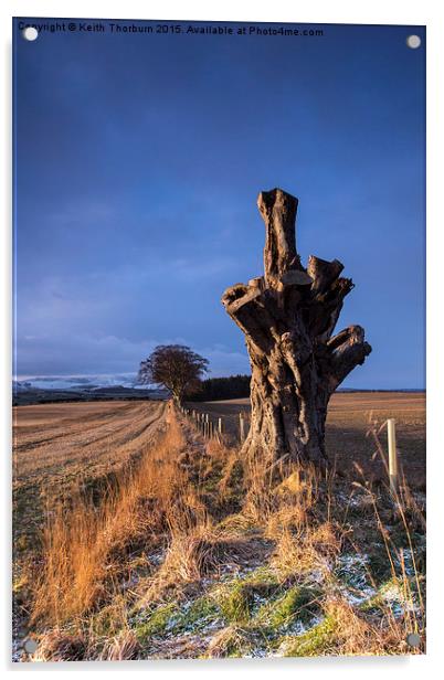 Old Tree of Duns Road Acrylic by Keith Thorburn EFIAP/b