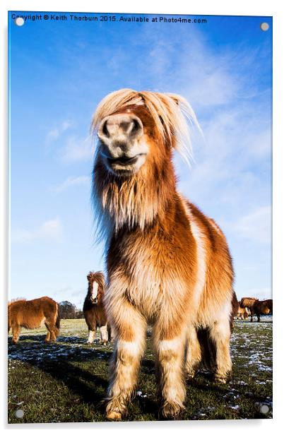 Shetland Pony Acrylic by Keith Thorburn EFIAP/b
