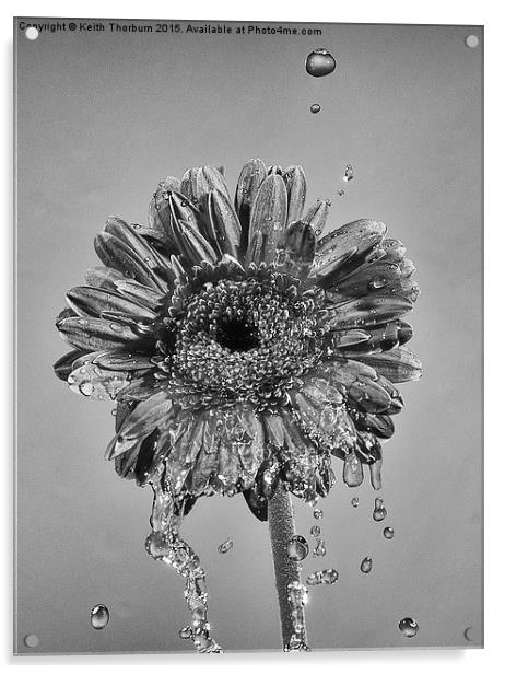 Wet Flowers Acrylic by Keith Thorburn EFIAP/b