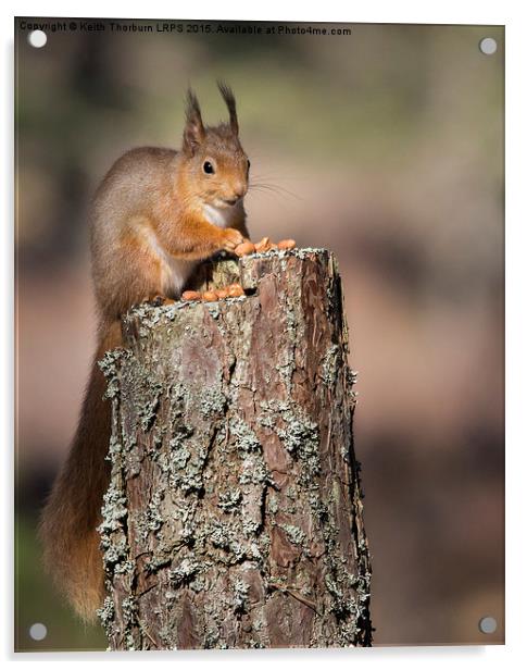 Red Squirrel Acrylic by Keith Thorburn EFIAP/b