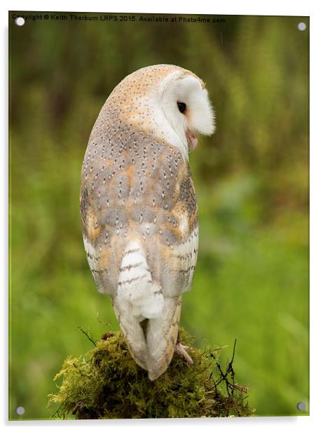 Barn Owl Acrylic by Keith Thorburn EFIAP/b