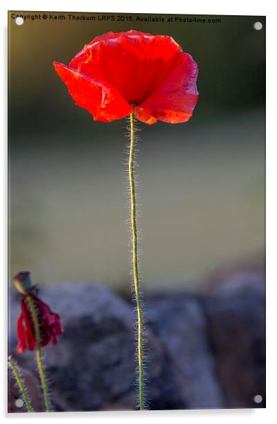 Poppy Acrylic by Keith Thorburn EFIAP/b